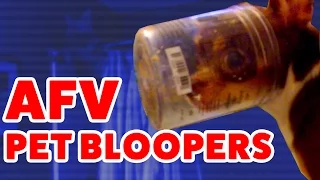 ☺ AFV Funniest Pets & Animals Home Video Bloopers, Reactions & Fails