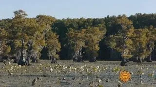 Nature: Caddo Lake, Texas