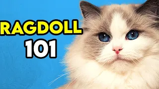 Ragdoll Cat 101 - Learn EVERYTHING About Them!