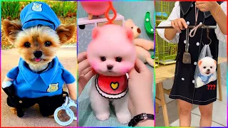 Funny and Cute Dog Pomeranian 😍🐶| Funny Puppy Videos #332