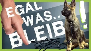 Wie Du deinem Hund BLEIB beibringst (egal was passiert)