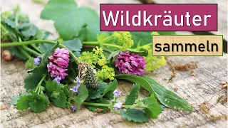 Wildkräuter & Heilpflanzen ernten und verarbeiten ☘🌸 mit vielen Tipps von einer Expertin 👩‍🌾