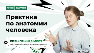 "Мини-Щелчок" по биологии| Практика по анатомии человека