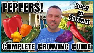 Pepper Growing Tips - Complete Gardening Guide on How to Grow Peppers // Grow More Peppers per Plant