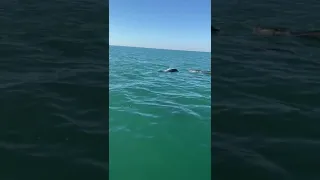 Дельфоны черное море крым