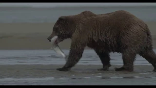 A Day on the Lake Clark National Park Coastline