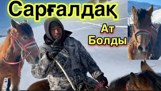 Сарғалдақ! Жазда үйреткен САР-ТАЙ. Асау.