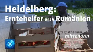 Heidelberg: Erntehelfer aus Rumänien | tagesthemen mittendrin