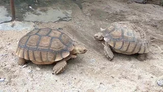 When Turtles having sex