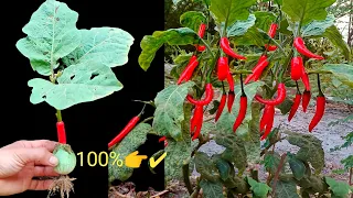 Amazing idea : Best Grafting Chilli With Eggplant using by Aloe Vera And techniques Grafting Plants