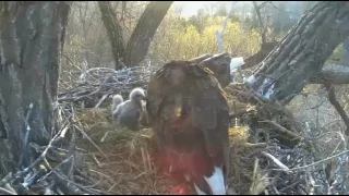 Decorah Eagles Beautiful Sunrise 04 18 2017