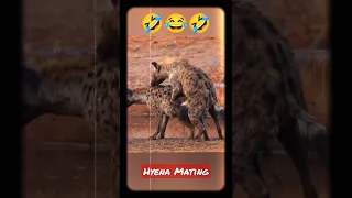 Hyena Mating!🤣😍😂 #shorts #shortvideo #youtubeshorts #hyena #wildlife