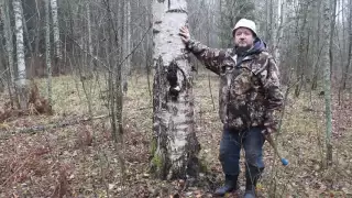 Правила заготовки чаги, какую чагу не берём.