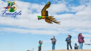 Clipped Miligold Macaw Learns Freeflight | Part 2 | Clipped Birds Can Fly Away!