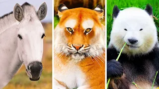 Erkennst du 20+ Tierarten ohne ihre berühmten Fellmuster