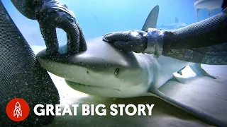 How One Diver Became the “Mother of Sharks”