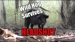 Wild Hog gets SHOT in the HEAD and SURVIVES