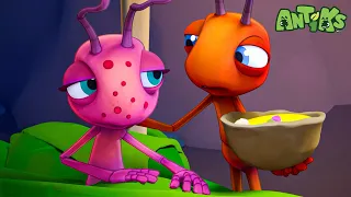 Antidote 🔴NEW EPISODE🔴| Funny Cartoons For All The Family! | Funny Videos for kids | ANTIKS 🐜🌿