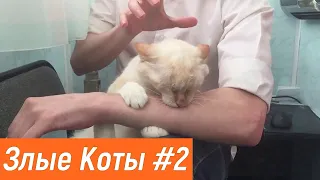 Очень злые КОТЫ / Подборка ПСИХОВАННЫХ КОШЕК / ПОЛНАЯ ЖЕСТЬ