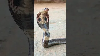 Индийская кобра / Indian cobra