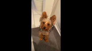 Laugh Out Loud with these Funny Yorkie Videos - Yorkie Compilation 2023