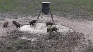 Bow Hunting Hogs In the Ga Heat !    (Rolled Him)    6/16/21