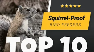 Best Squirrel Proof Bird Feeders