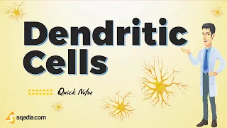 Dendritic Cells | Antigen Presenting Cells Functions Immunology Animations