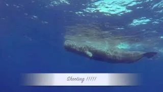 Sperm Whales Azores