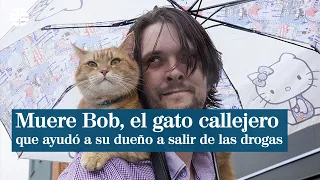 Muere Bob, el gato callejero que salvó a un indigente de las drogas y lo lanzó a la fama mundial