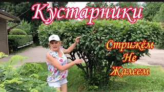 КУСТАРНИКИ. Пузыреплодник .Дерен. Стрижем НЕ ЖАЛЕЕМ. Декоративнолиственные кустарники.#сад#дача#