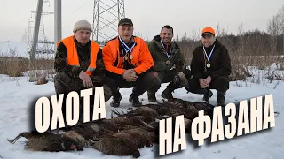 Охота на фазана в Беларуси февраль 2019.  Pheasant hunting. #pheasant #hunting #Охота