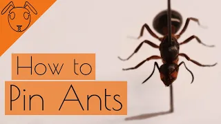 How to Pin Ants and other Invertabrates