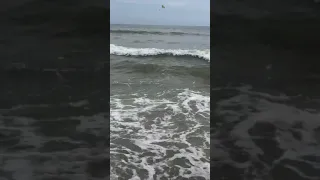 Shark Seen Swimming Within Meters of Shore at North Myrtle Beach