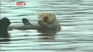 Copacabana Otter - BBC One Walk On The Wild Side