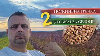 Пожнивна гречка. Як отримати 2 врожаї за сезон.