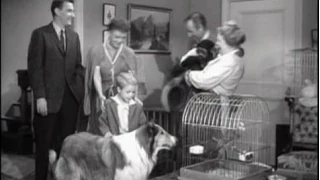 Lassie - Episode #172 - "The Watch Dog" -  Season 5, Ep. 29 - 03/22/1959