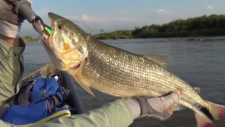 LA PICUDA DEL RIO CAUCA