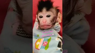 Newborn Baby Monkey Chiki after Bathing