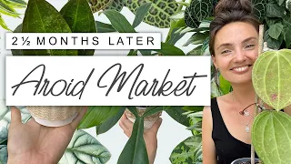 Aroid Market Imported Rare Plants 🌱 2.5 Months Later Updates