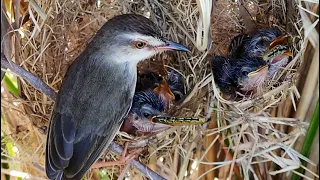 The Constant Supply Of  Food is Amazing | Many Dragonflies are Caught For Food