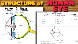 Structure of Human Eye | Anatomy of Eyeball | Eye Anatomy