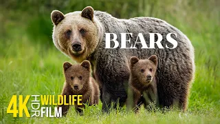 BEARS - Incredibly Powerful Animals in their Natural Habitat - 4K HDR Wildlife Video