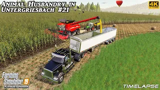 Mowing Grass. Doing an Maize Harvest Contract ⭐ Animals in Untergriesbach #21 ⭐ FS19 4K Timelapse