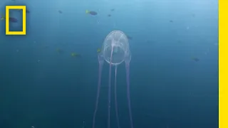 Surviving a Box Jellyfish Attack | Something Bit Me!