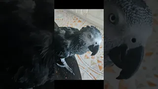 ✅ КАК МЫ УЧИМ ПЕТРУНЮ ГОВОРИТЬ🤣 ЖАКО ПЕТРУНЯ 🐦FUNNY PARROT ZHAKO PETRUNYA 🔥 #shorts