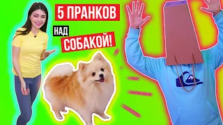 5 ПРАНКОВ НАД СОБАКОЙ