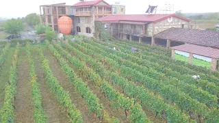 VINEYARDS OF GEORGIA - RTVELI IN KAKHETI / Виноградники Грузии - Ртвели (сбор винограда в Кахетии)