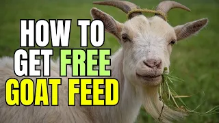 What We Feed Our Goats? Free Goat Feed