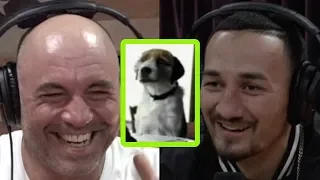 Max Holloway and Joe Rogan Watch the Anti-Weed Talking Dog PSA